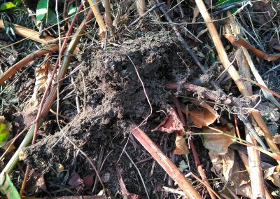 abgestorbener Japanischer Knöterich